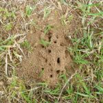 Ameisen auf dem Rasen