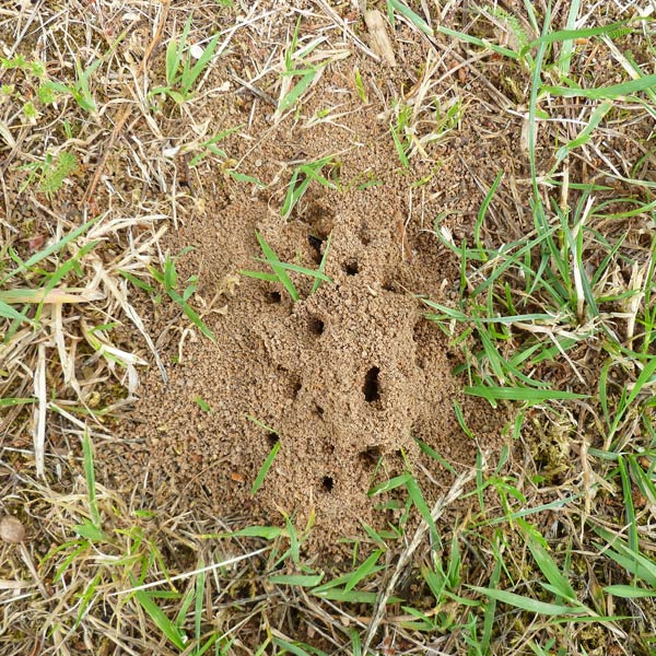 Ameisen auf dem Rasen