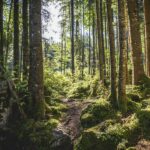 Die schönsten Wälder in Deutschland