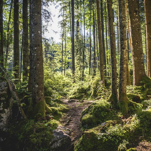 Die schönsten Wälder in Deutschland