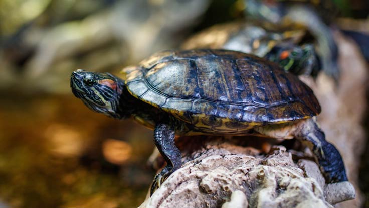 Es gibt mehr als 360 Schildkrötenarten