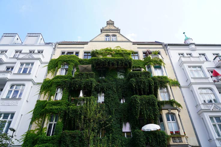Fassaden als Hitzeschutz begrünen