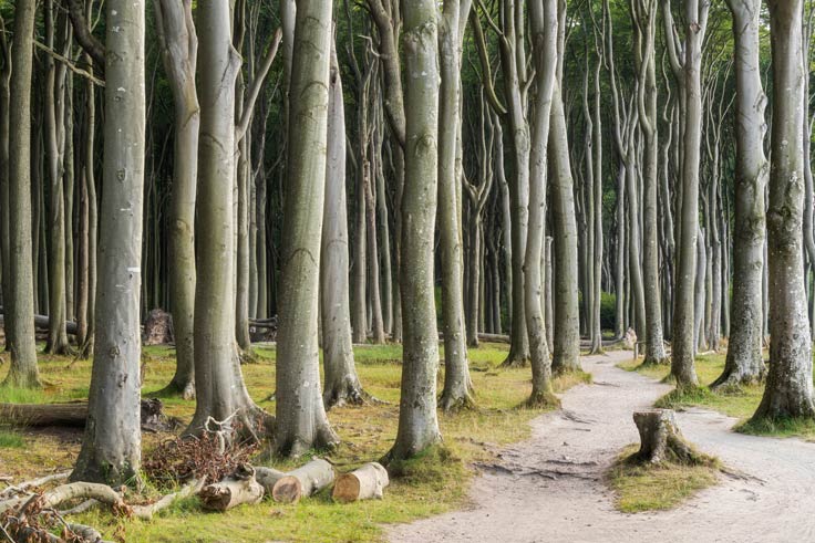 Gespensterwald Nienhagen