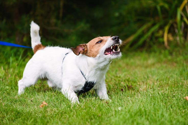 Kleine Hunde besonders aggressiv