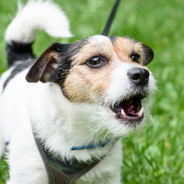 Kleine Hunde ganz groß