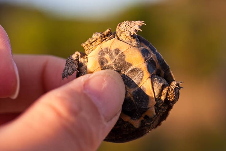 Mini Schildkröte keine ungeschützte Freilandhaltung