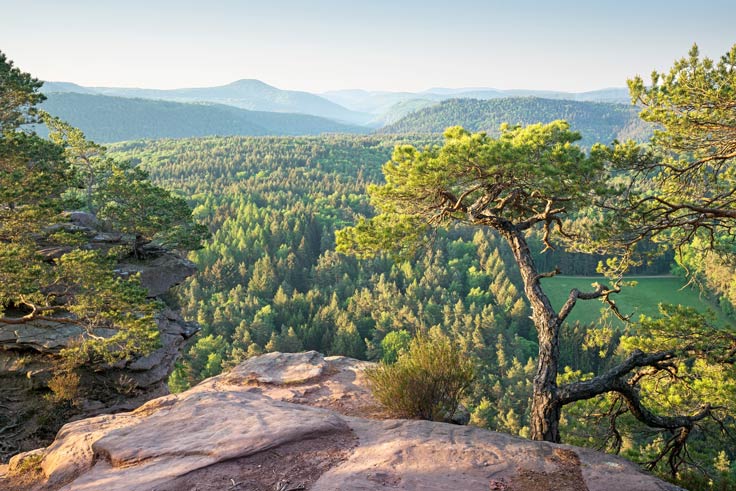 Pfälzerwald größter zusammenhängender Wald
