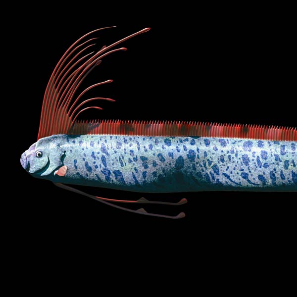Riemenfisch