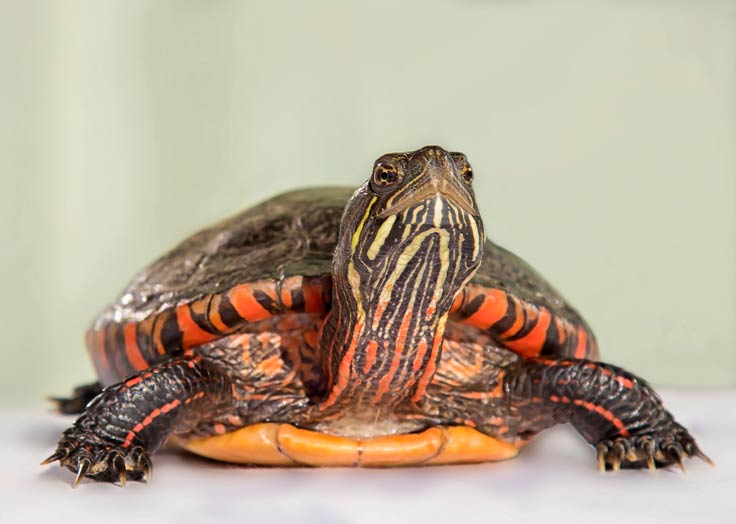 Rückenstreifen Zierschildkröte