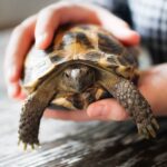 Schildkröte als Haustier