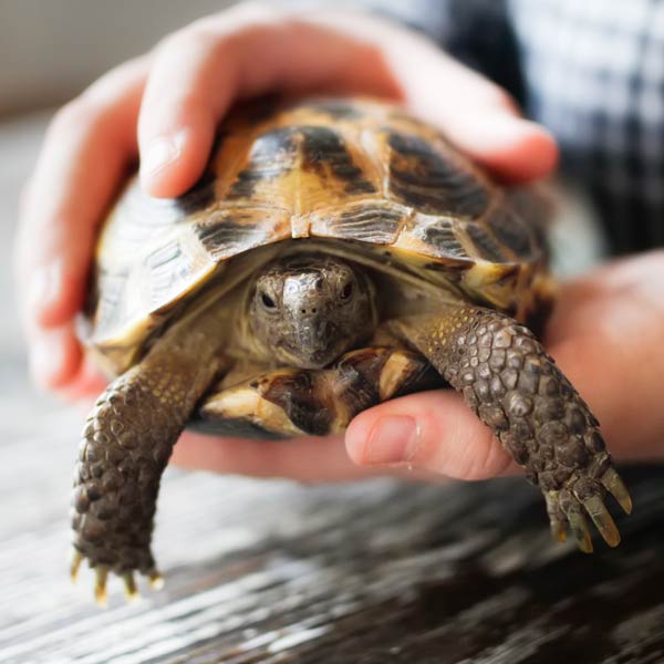 Schildkröte als Haustier
