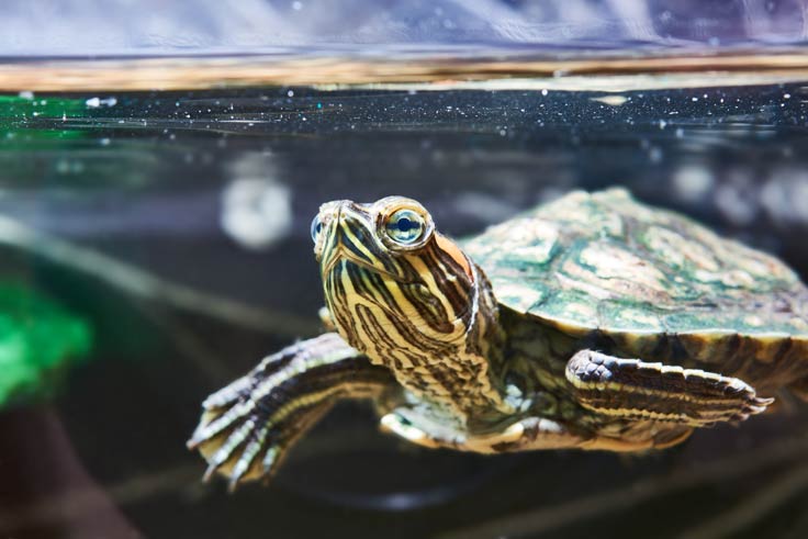 Schildkröten gehören zu den Reptilien