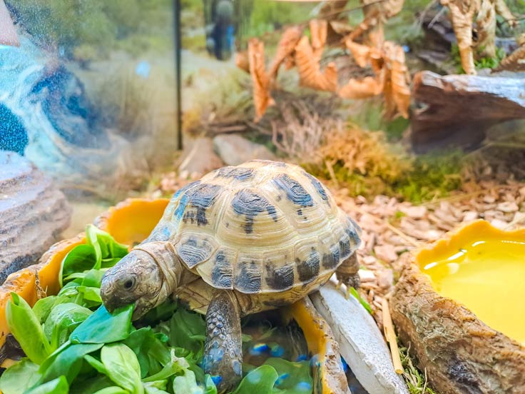 Schildkröten gelten nicht als gesellig