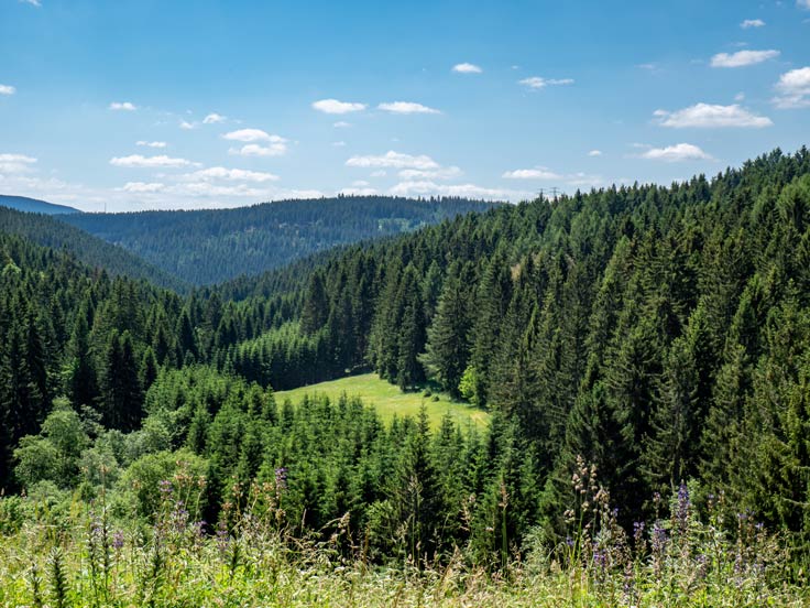 Thüringer Wald mit abwechslungsreicher Kulisse